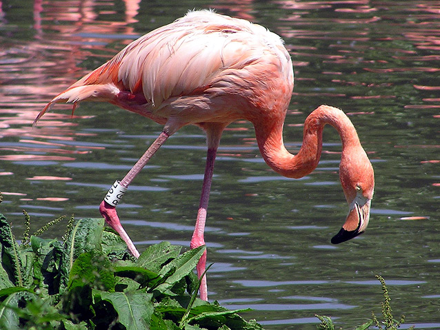 [Imagen: Flamingo-Rainforest-Bird.jpg]