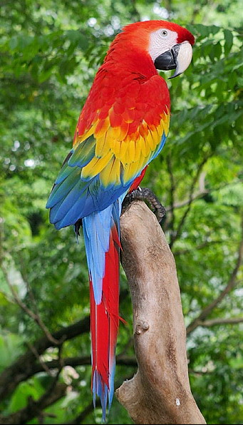 Macaws+birds