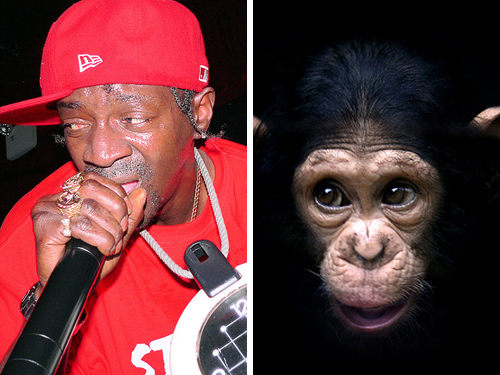 flava flav chimp 10 Celebrities Who Resembles to Animal Faces