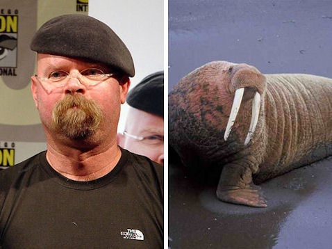 jamie hyneman walrus 10 Celebrities Who Resembles to Animal Faces