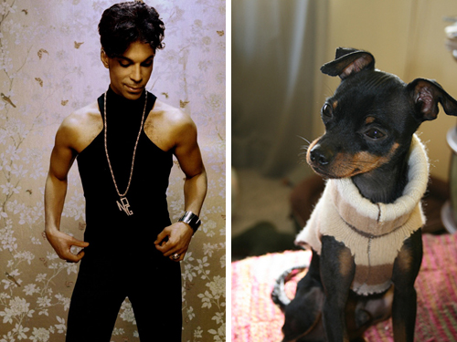 prince doberman minature 10 Celebrities Who Resembles to Animal Faces