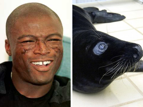 seal seal 10 Celebrities Who Resembles to Animal Faces
