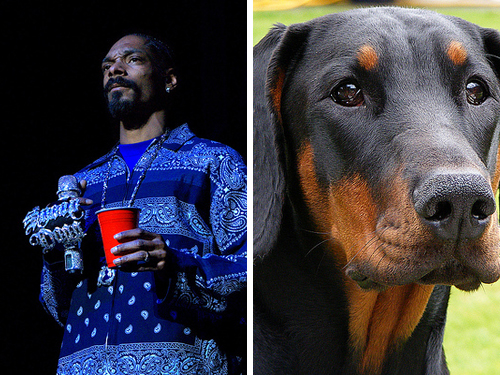 snoop doberman 10 Celebrities Who Resembles to Animal Faces