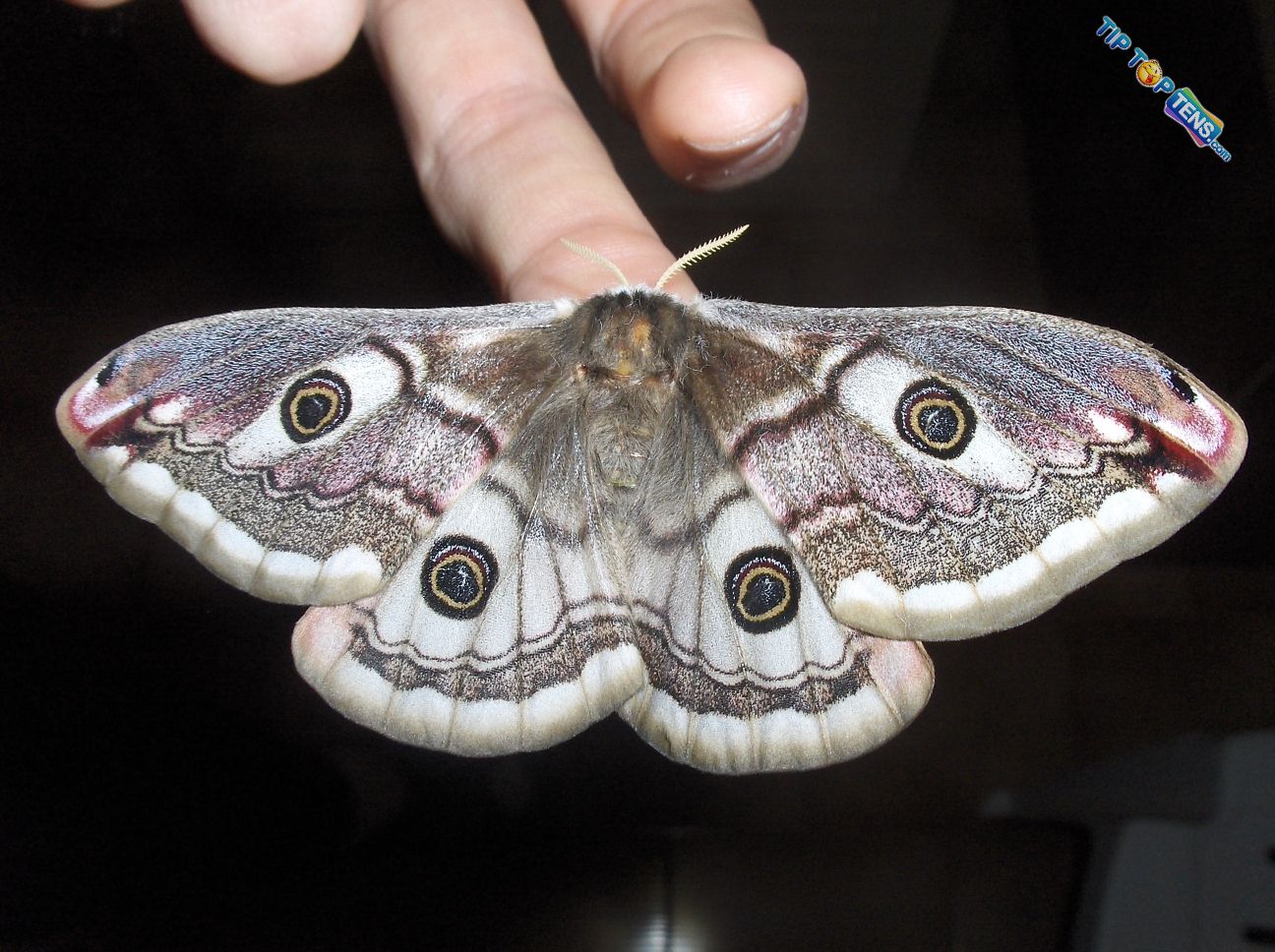 Antheraea mylitta 10 Most Beautiful Species of Butterflies