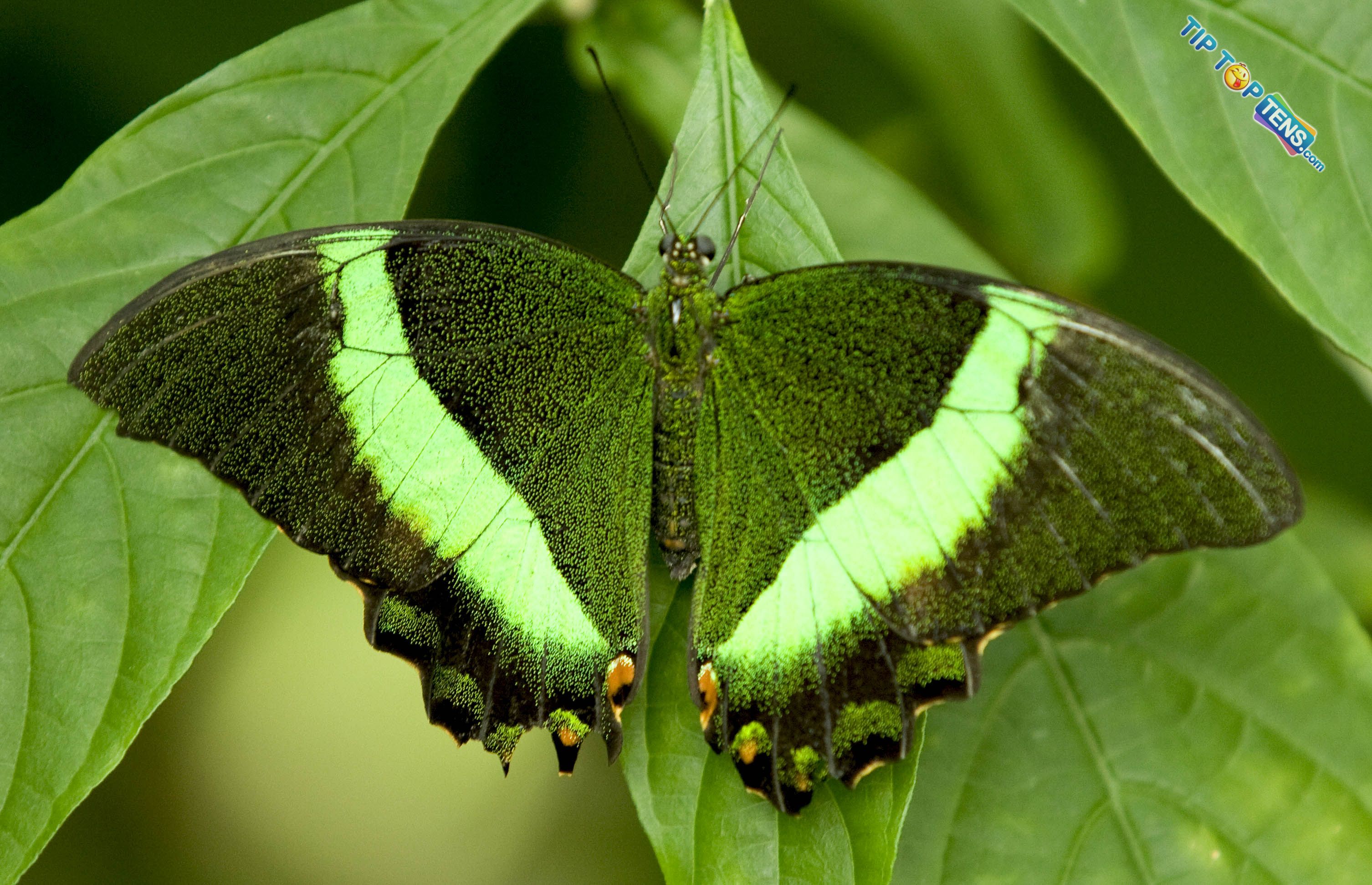 Banded Peacock 10 Most Beautiful Species of Butterflies