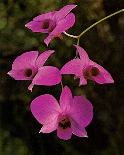 Dendrobium 10 Most Beautiful Flowers In The World