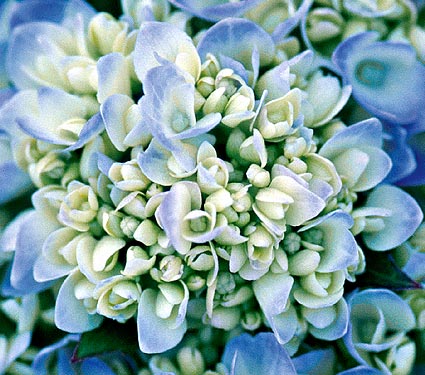Hydrangea 10 Most Beautiful Flowers In The World