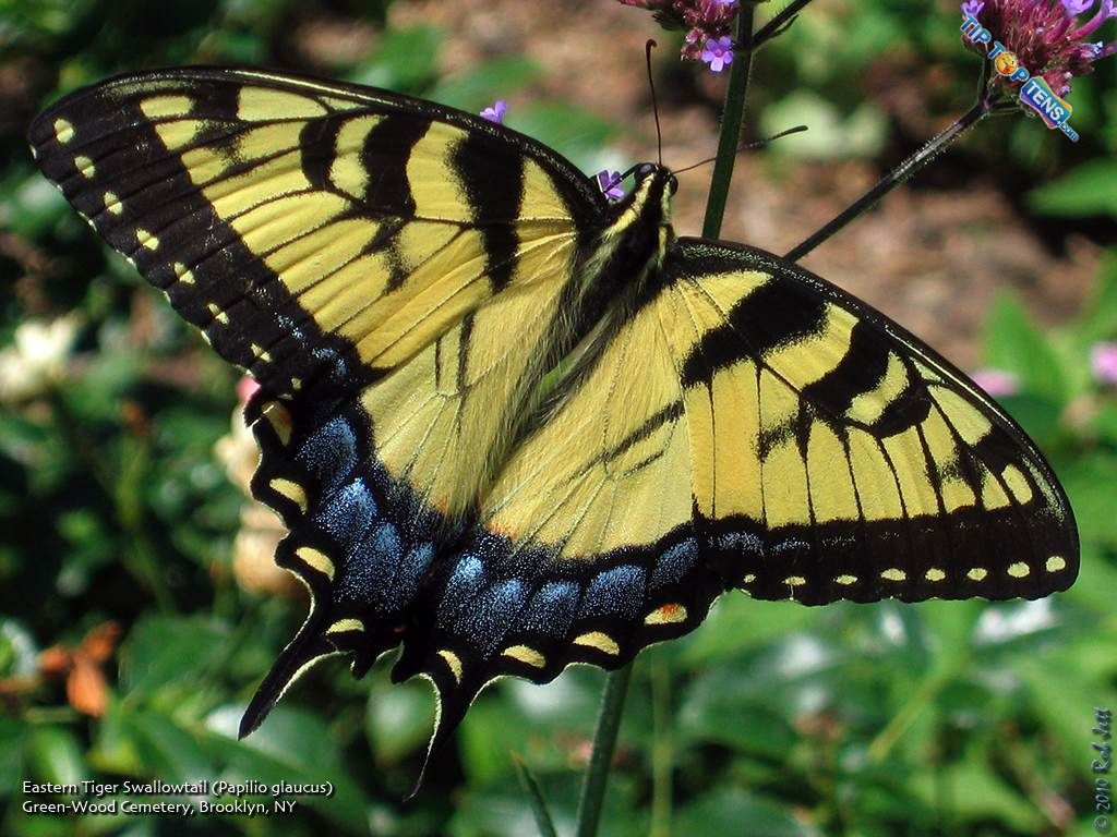 Orchard Swallowtail 10 Most Beautiful Species of Butterflies