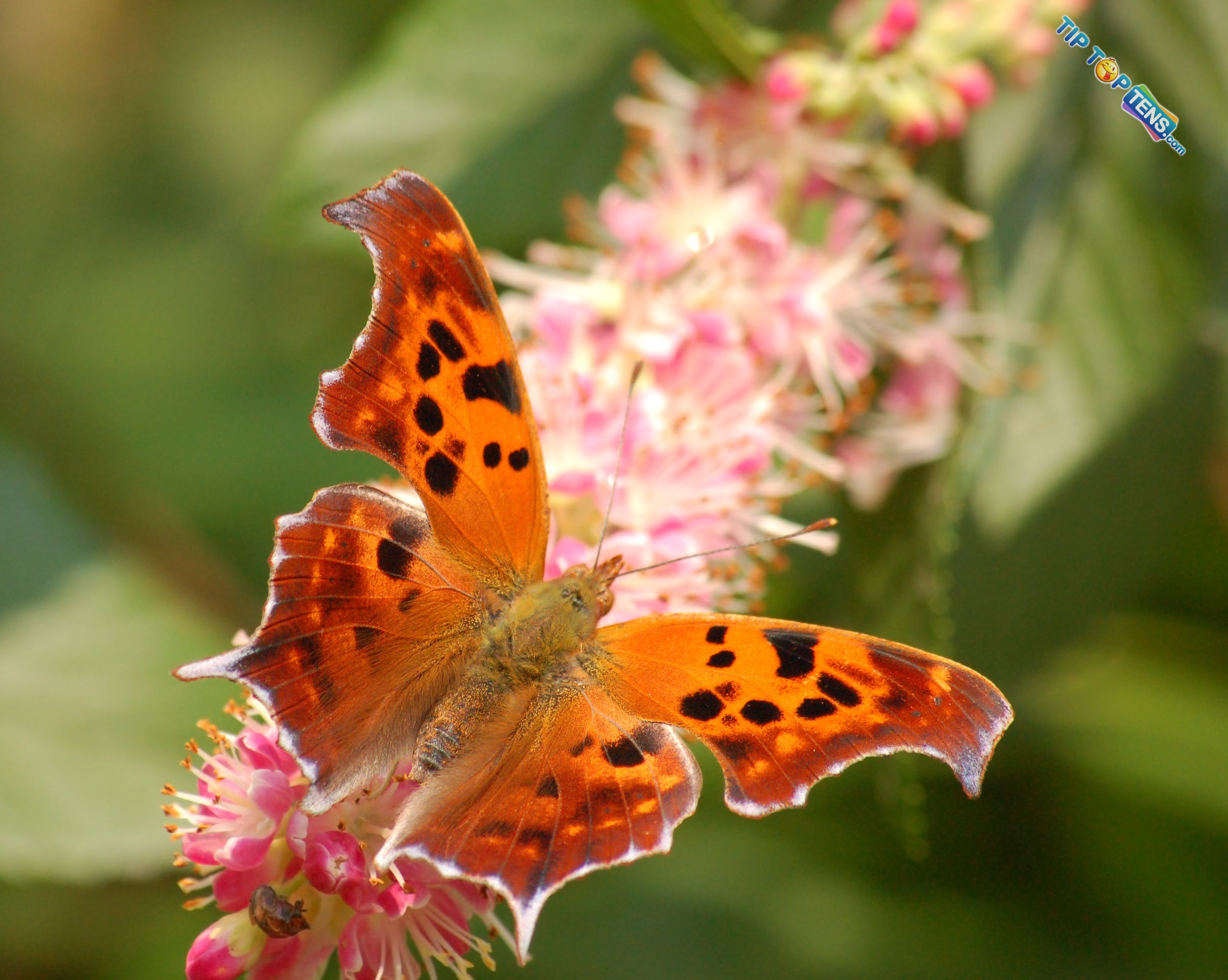 Question Mark Butterfly 10 Most Beautiful Species of Butterflies