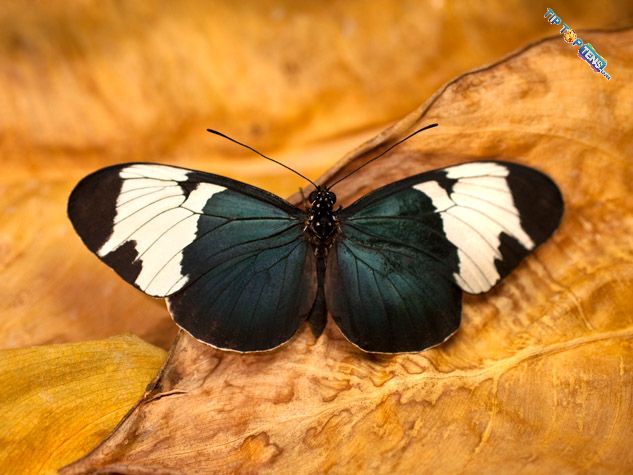 Sapho Longwing1 10 Most Beautiful Species of Butterflies