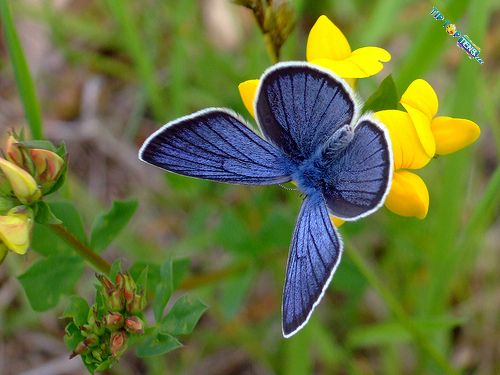 Silvery Blue Butterfly 10 Most Beautiful Species of Butterflies