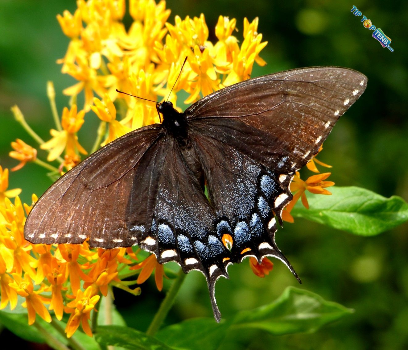 Spicebush 10 Most Beautiful Species of Butterflies