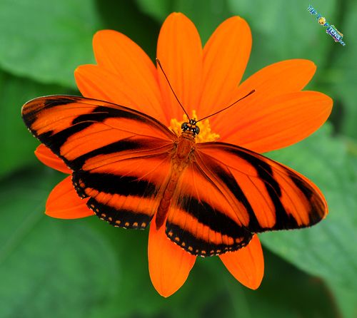 banded orange 10 Most Beautiful Species of Butterflies