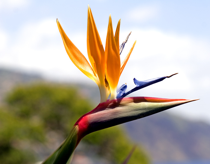 bird+of+paradise 10 Most Beautiful Flowers In The World