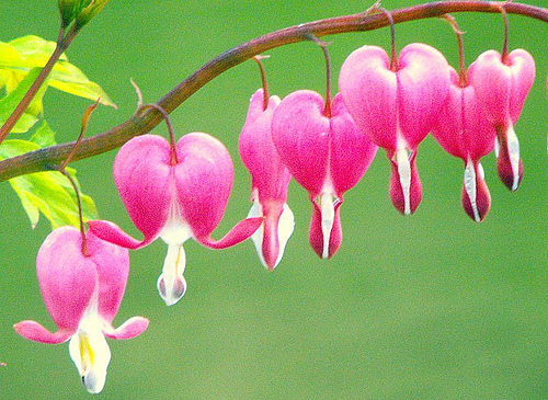 bleeding heart 10 Most Beautiful Flowers In The World