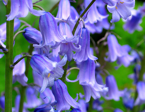 blue bell 10 Most Beautiful Flowers In The World