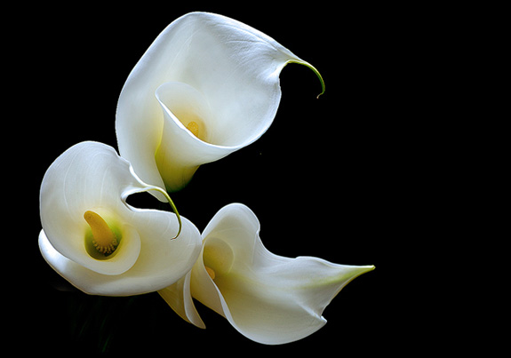 calla lily 10 Most Beautiful Flowers In The World