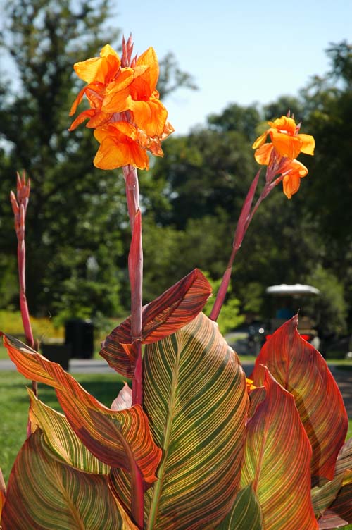 canna flower 10 Most Beautiful Flowers In The World