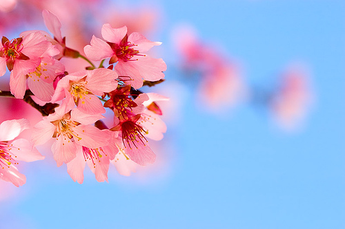 beautiful Japanese flowers