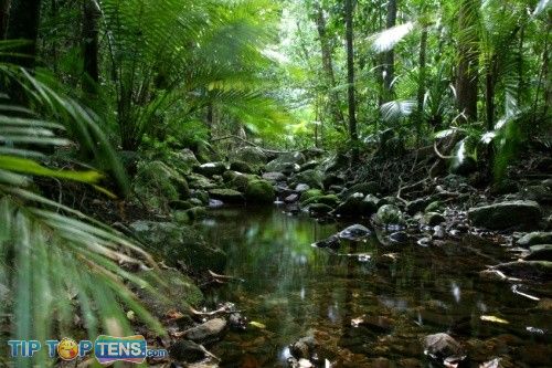 daintree forest Top 10 Biggest and Popular Rainforests in The World