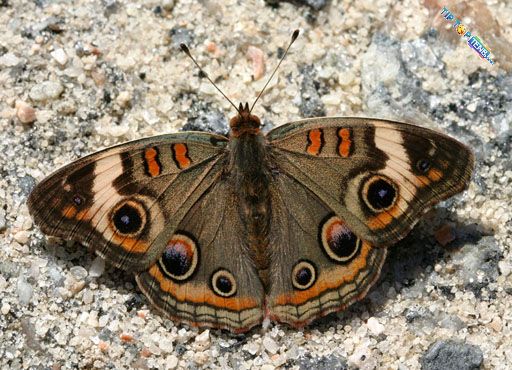 junonia coenia 10 Most Beautiful Species of Butterflies