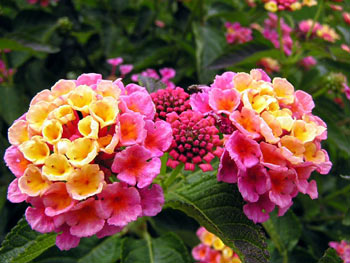 lantana 10 Most Beautiful Flowers In The World