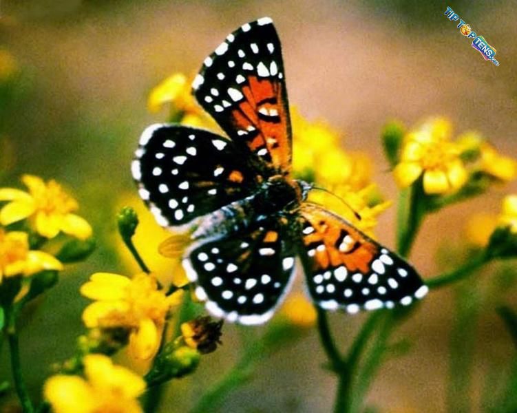 metalmark butterfly 10 Most Beautiful Species of Butterflies