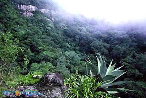 montecristo forest Top 10 Biggest and Popular Rainforests in The World
