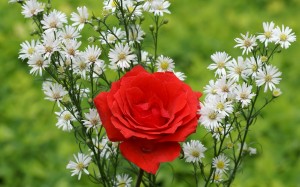 red rose 300x187 10 Most Beautiful Flowers In The World