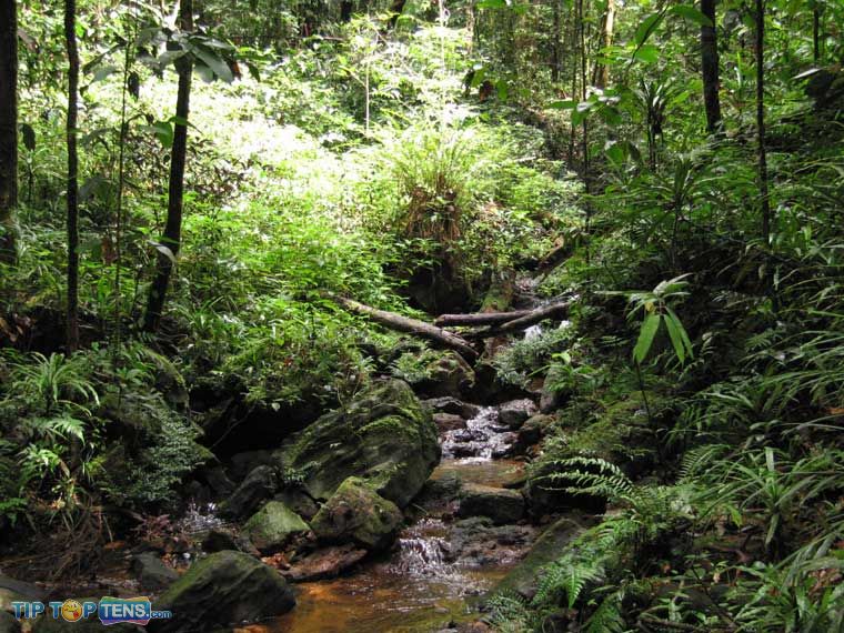 sinharaja forest Top 10 Biggest and Popular Rainforests in The World