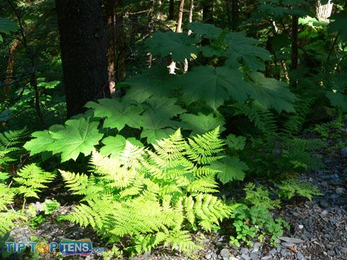 animals in rainforest. southeast alaska rainforest