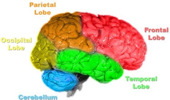 human brain 10 interesting