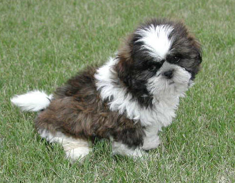 Black+and+white+shih+tzu+dogs