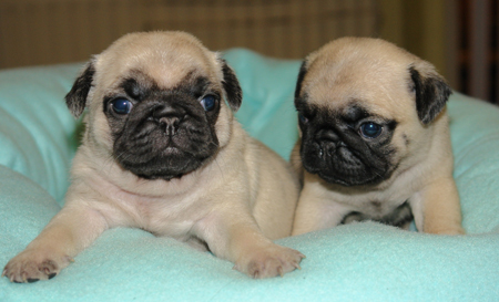 Puppies Names on Pugs Top 10 Most Popular Dog Breeds In The World