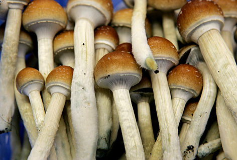 Magic mushrooms Top 10 Drugs That Used To Be Legal