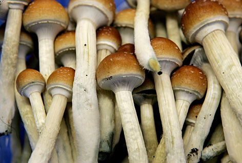 Top 10 Drugs That Used To Be Legal Magic mushrooms Top 10 Drugs That Used To Be Legal
