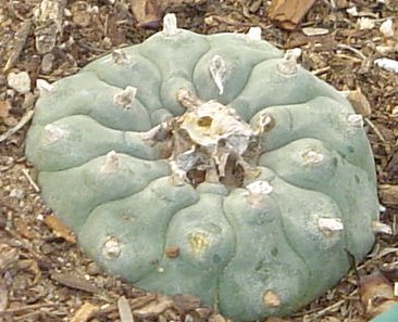 Peyote Top 10 Drugs That Used To Be Legal