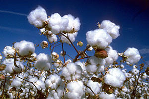 cotton Top 10 Cotton Producing Countries