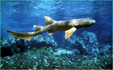 10 Places To Visit On Bahamas Independence Day 2011 deadmans reef 10 Places To Visit On Bahamas Independence Day 2011