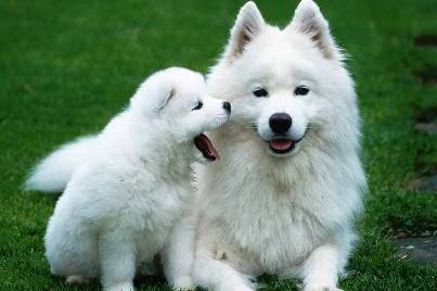 Top 10 Most Expensive Dog Breeds 0129 Top 10 Most Expensive Dog Breeds
