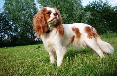 Top 10 Most Expensive Dog Breeds 0229 Top 10 Most Expensive Dog Breeds