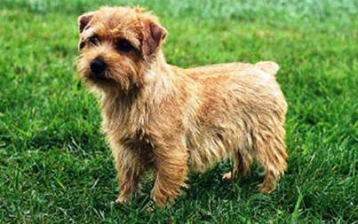 0329 Top 10 Most Expensive Dog Breeds