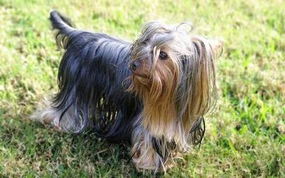Top 10 Most Expensive Dog Breeds 0429 Top 10 Most Expensive Dog Breeds