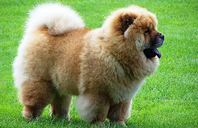 0530 Top 10 Most Expensive Dog Breeds