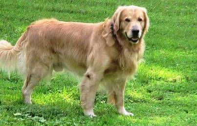 Top 10 Most Expensive Dog Breeds 0629 Top 10 Most Expensive Dog Breeds