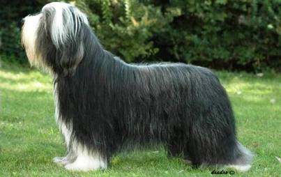 Top 10 Most Expensive Dog Breeds 0729 Top 10 Most Expensive Dog Breeds