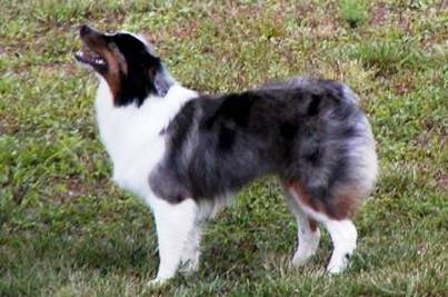 Top 10 Most Expensive Dog Breeds 0829 Top 10 Most Expensive Dog Breeds