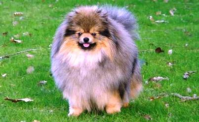 0928 Top 10 Most Expensive Dog Breeds