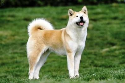 Top 10 Most Expensive Dog Breeds 1029 Top 10 Most Expensive Dog Breeds