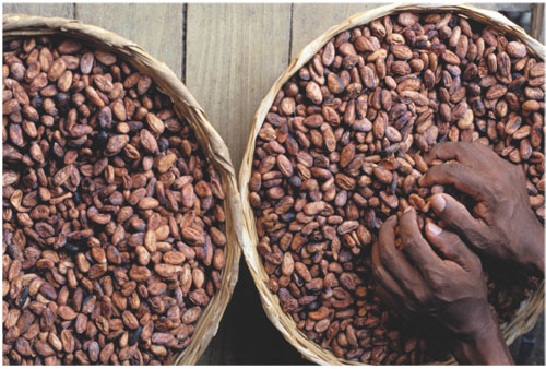 cocoa Top 10 Cocoa Producing Countries